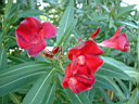 DSCF0166.jpg