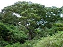 DSC12980r.jpg