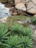 DSC12981r.jpg