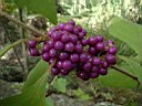 DSCF0113.jpg