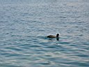 DSC10416r.jpg